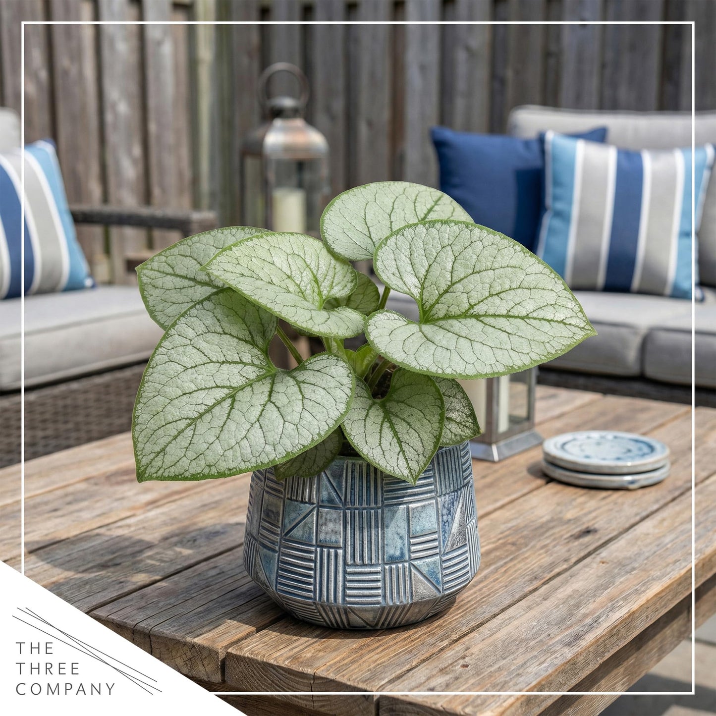 Live Brunnera 2-Pack – Silver Heart – Shade Perennial with Variegated Leaves, Blue Spring Flowers, 10” Tall, 1 Qt Pot