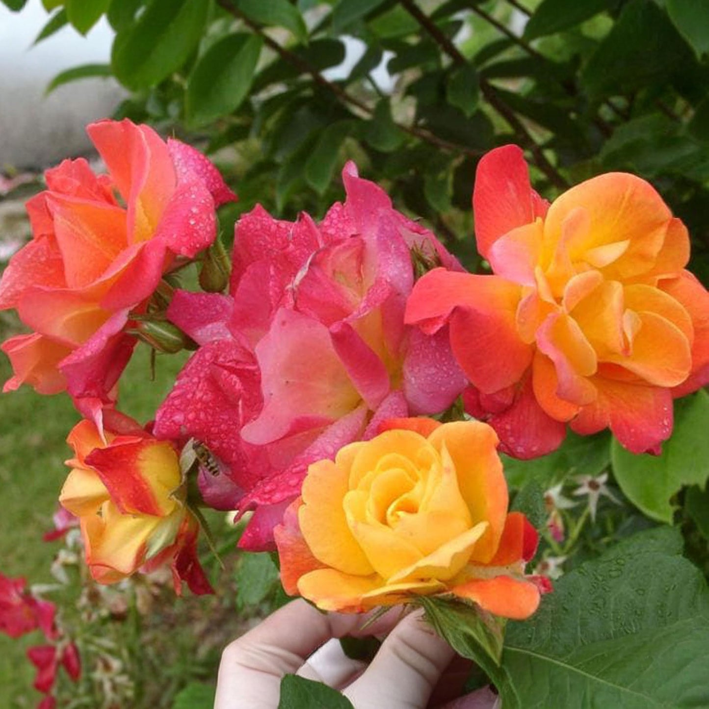 Josephs Coat Climbing Rose - Live Plant 1.5 Gal - Repeat Blooming Multi-Color Apricot Pink Orange Yellow - 12ft Climber Zones 5-10 - Stargazer Perennials