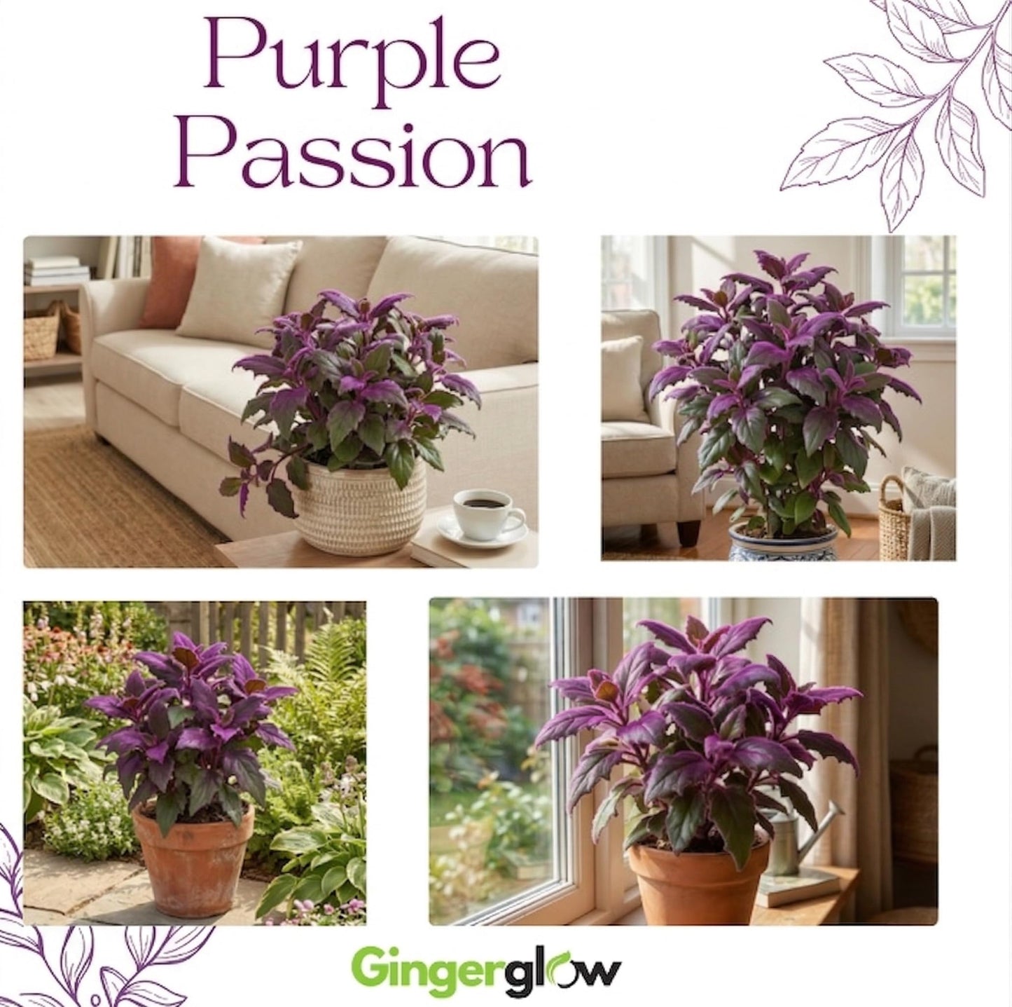 Purple Passion Plant Live - Gynura, 4-8 Inch Tall, 2-Pack Rooted Starters, Easy to Grow Indoor Houseplant for Home & Office, Vibrant Purple Velvet Foliage