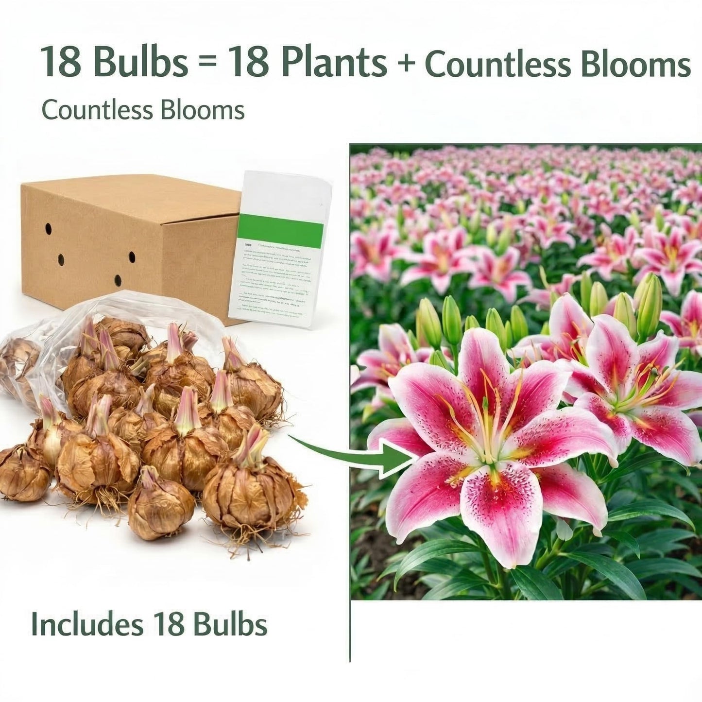 Great Deal! 6 Pack Flower Bulbs - Giant Stargazer Flower Lily Perennial Bulbs - Petals with Deep Fuchsia in The Middle Fading to Light Pink Trimmed in White