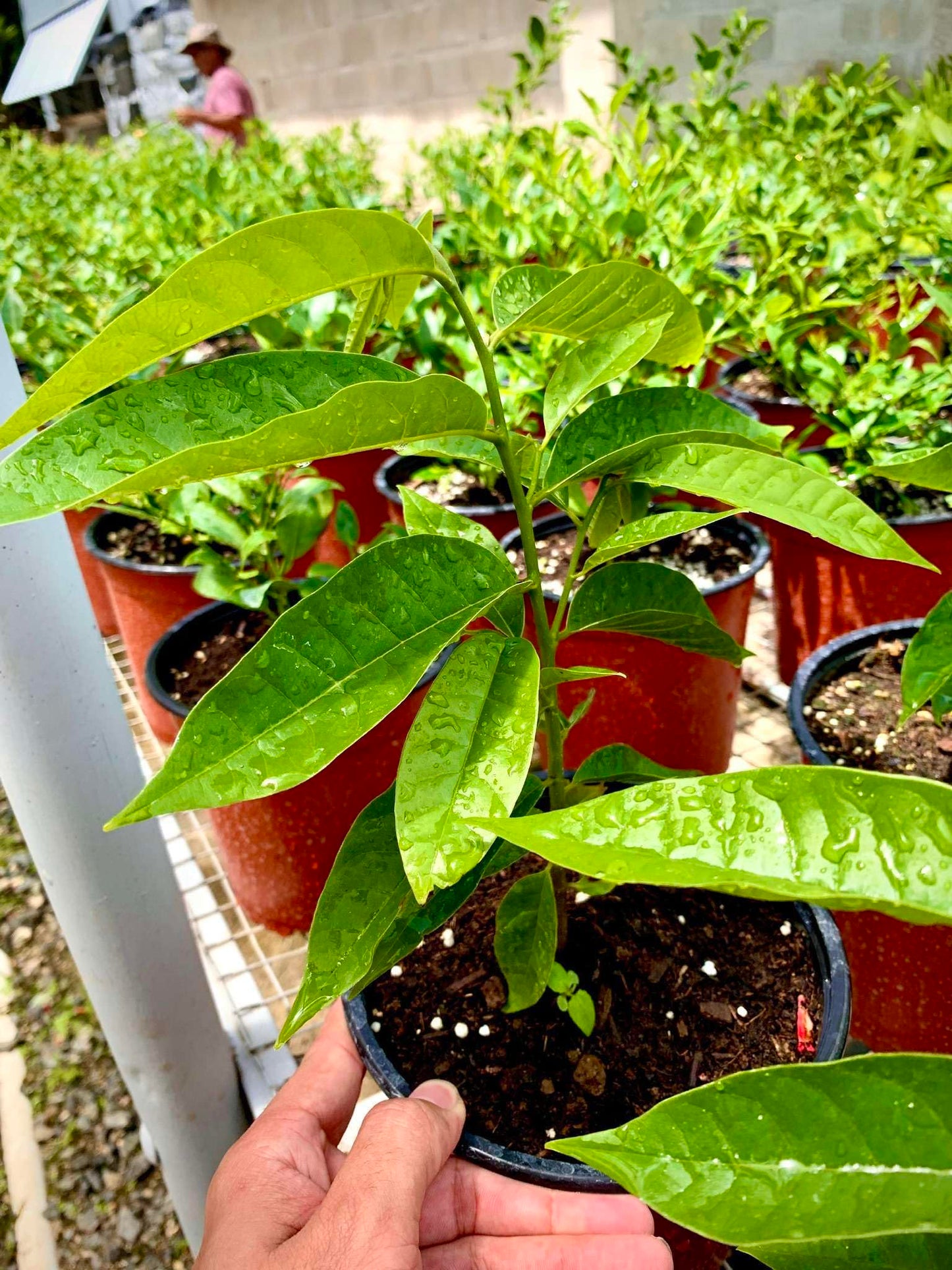 Live Plant - Custard Apple (Annona Squamosa) Tropical Fruit Tree 10โ-20โ