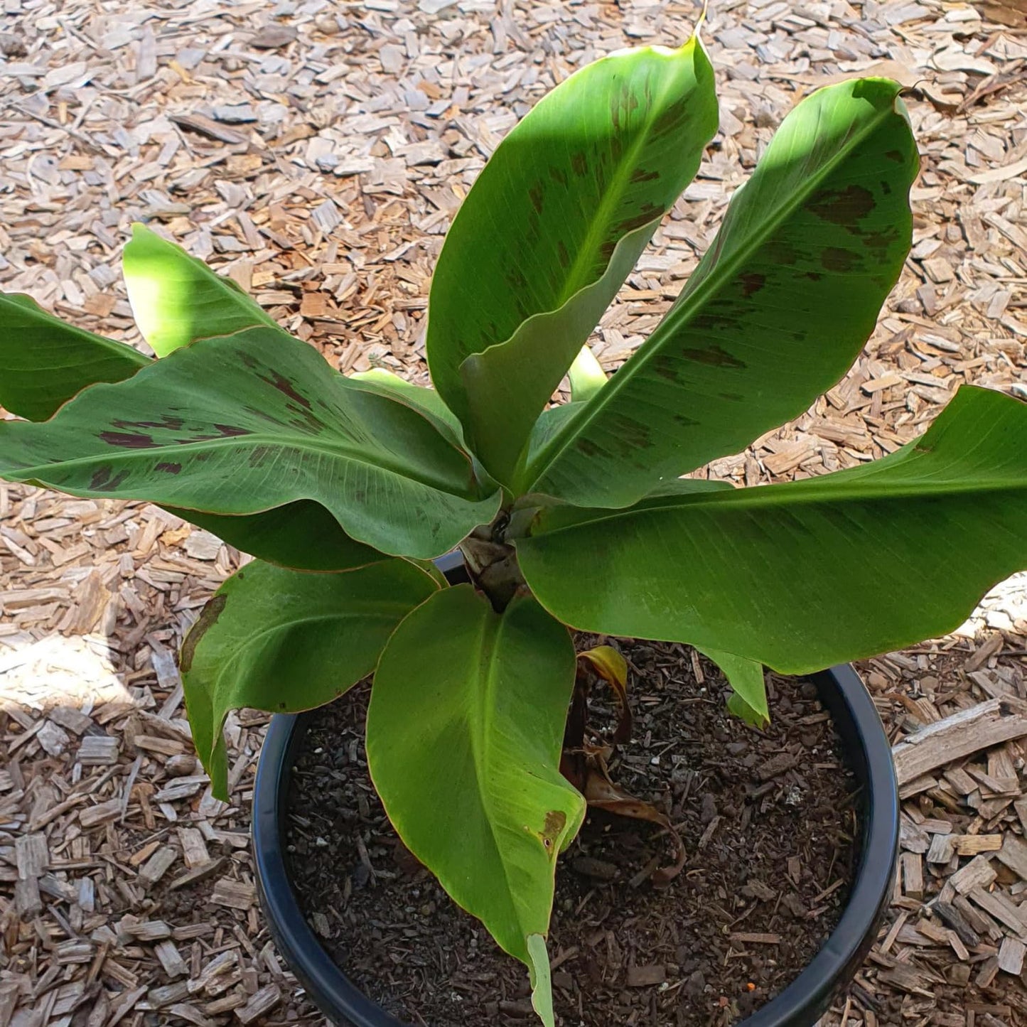 Dwarf Cavendish Banana Tree Starter, Live Banana Plant 5 Inches Height Bareroot, Fruit Tree Live Plant