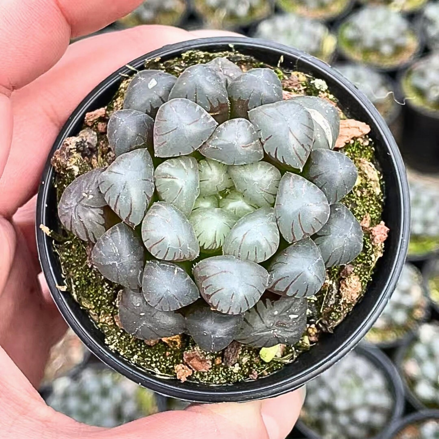 Rare Haworthia Cooperi OB1 - Succulent Plants - Unique Varieties | Live Indoor Plants | Low-Maintenance | Great for Collectors, Home, Office, and Gifts