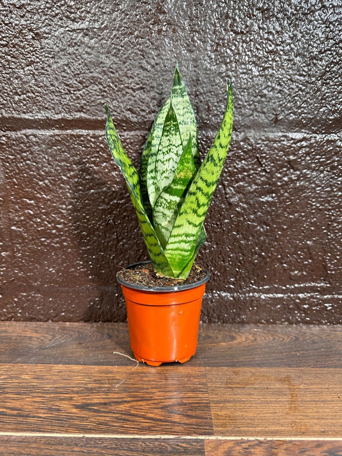 PLANTVERS Sansevieria Zeylanica Snake Plant in a 3 Inch Nursery Pot - Live Green Snake Plant - Mother-in-Law Tongue - Low Light Houseplant - Air Purifier Indoor Plant - Office Plant
