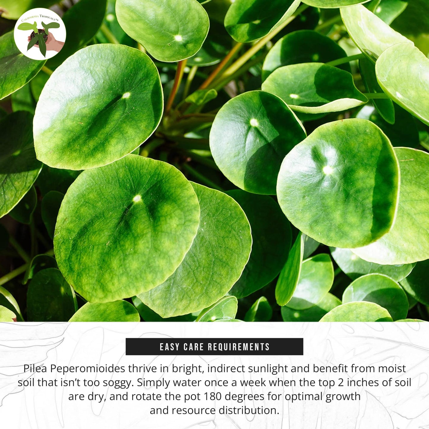 California Tropicals Rare Chinese Money Plant (Pilea Peperomioides) - Live House Plant, 4 Inch Pot for Easy Care, Perfect for Office, Home & Feng Shui Decor, Real Plants for Gardening