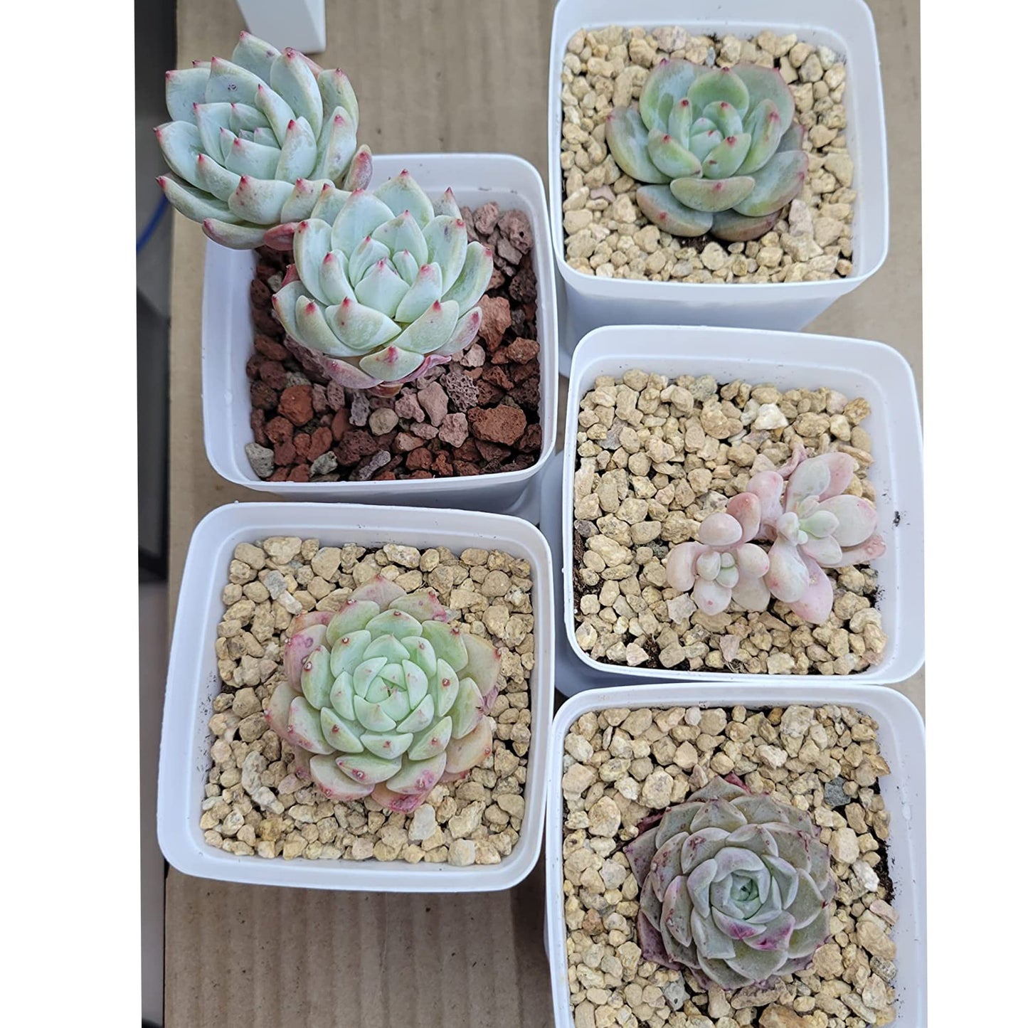 3lb Maifanitum Stones for Succulent Cactus Bonsai Decorative Rocks-Indoor Plants Soil Covers,Horticultural Gravel, Potting Pebbles for Terrarium, Fairy Gardening, Top Dressing