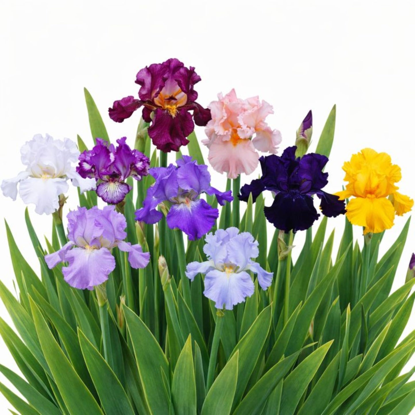 Easy to Grow Bearded Iris Colorful Mix 3 Potted Plants - Spring to Fall Flowers in Full Sun, Established Rooted Rhizomes in 4" Quart Pots - Low Maintenance, Drought Tolerant, Hardy Perennials