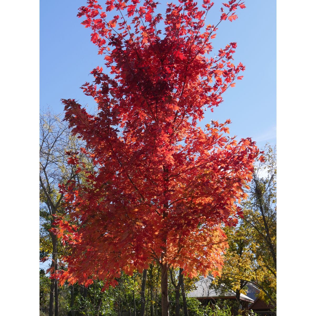 Autumn Blaze Maple, 1 Gallon Live Nursery Pot, Fast Growing Shade Tree with Fall Color | Arbor Day Foundation (Due to Agricultural Laws, Unavailable to CA or AZ)