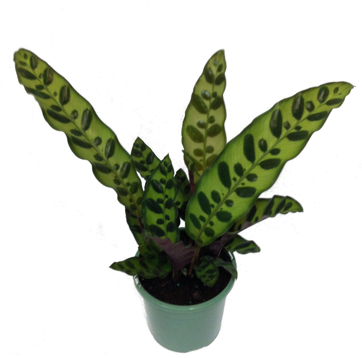 Rattlesnake Plant - Calathea lancifolia - Easy House Plant - 2.5" Pot