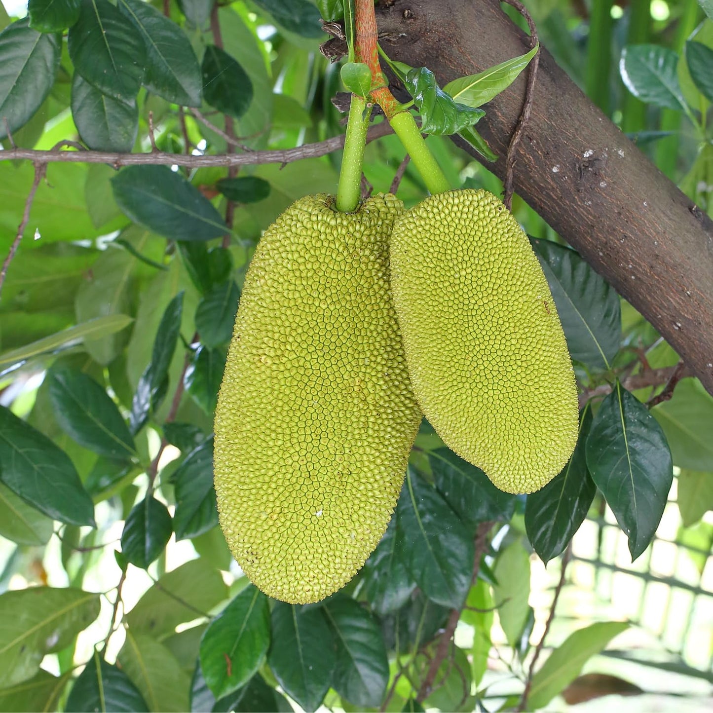Jackfruit Plant, 6-10 Inch Live Tropical Jackfruit Fruit Tree, 4 Inch Pot, Large Sweet Fruit Starter Plant