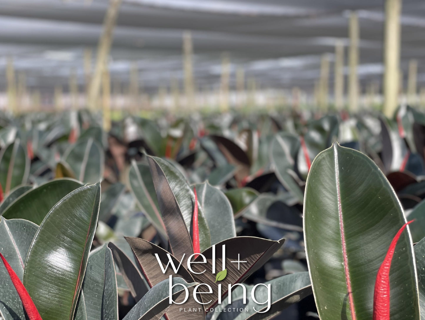 Nature's Way Farms Ficus Burgundy Rubber, Live Plant, Easy Care Indoor Tree, Large & Glossy, Grow in Indirect Bright Light, Perfect for Plant Lovers & Beginners, in Grower Pot (25-30 in Tall)
