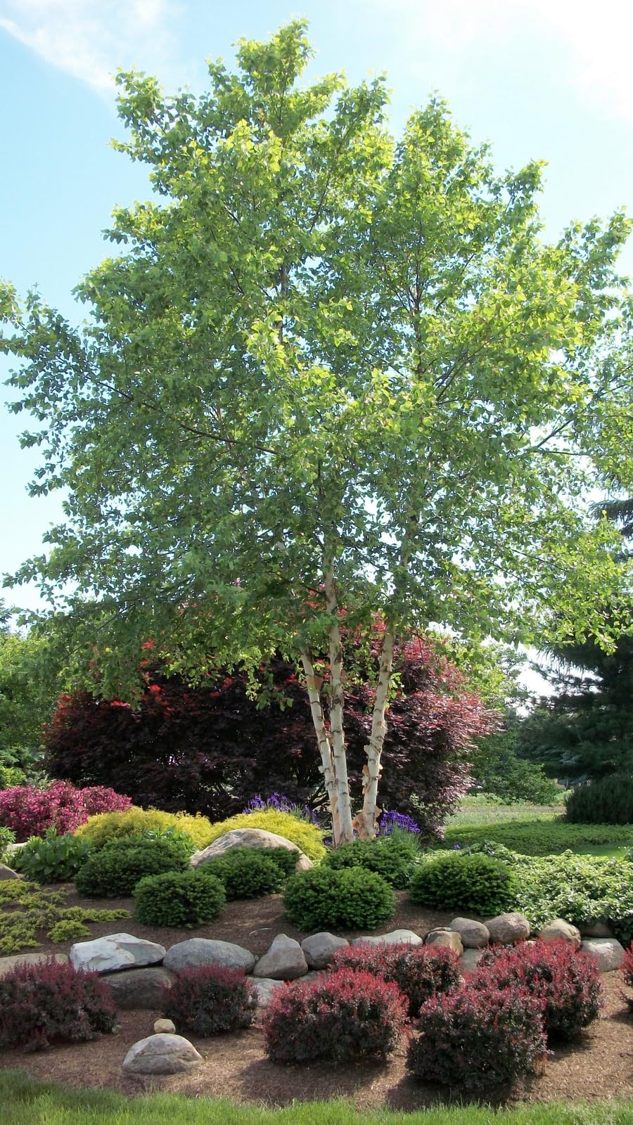 Live Plant - River Birch Multi-Stem Tree - 12-18" Tall Live Plant - Quart Pot - Betula nigra