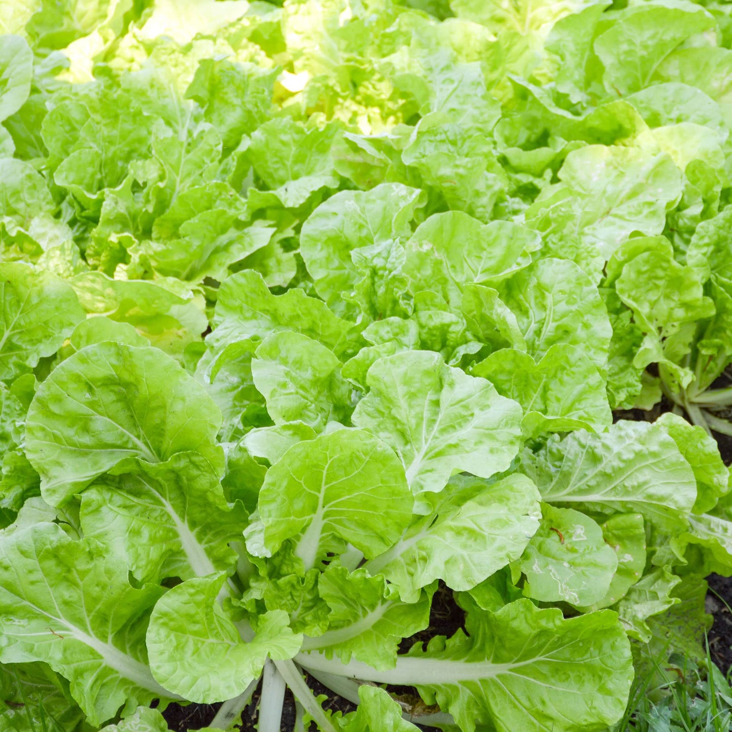 Chinese Cabbage Seeds - Beka Santoh - 1 Oz ~9000 Seeds - Non-GMO, Heirloom - Asian Garden Vegetable & Microgreens
