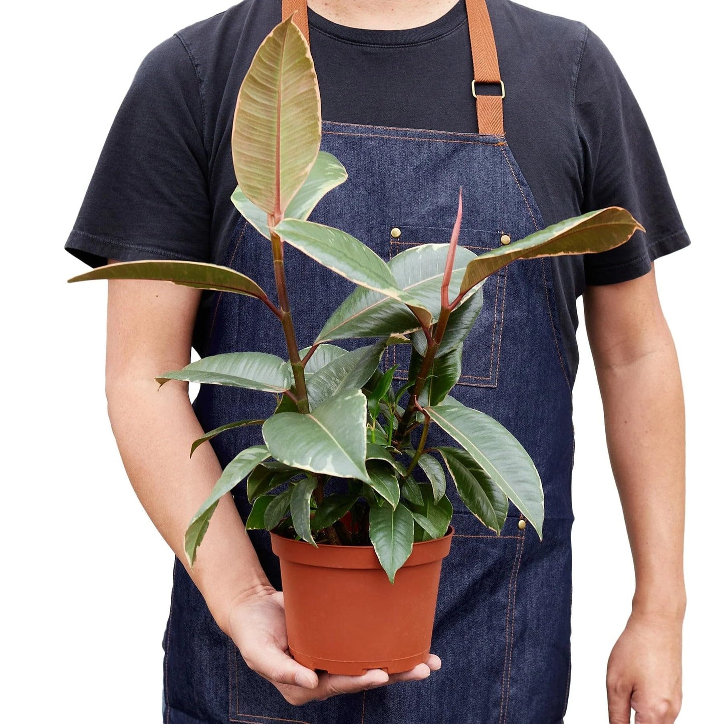 Ficus Elastica 'Tineke' in 4in Pot - Live Plants Tropical Houseplants | Variegated | USA Growers | The Snobby Leaf