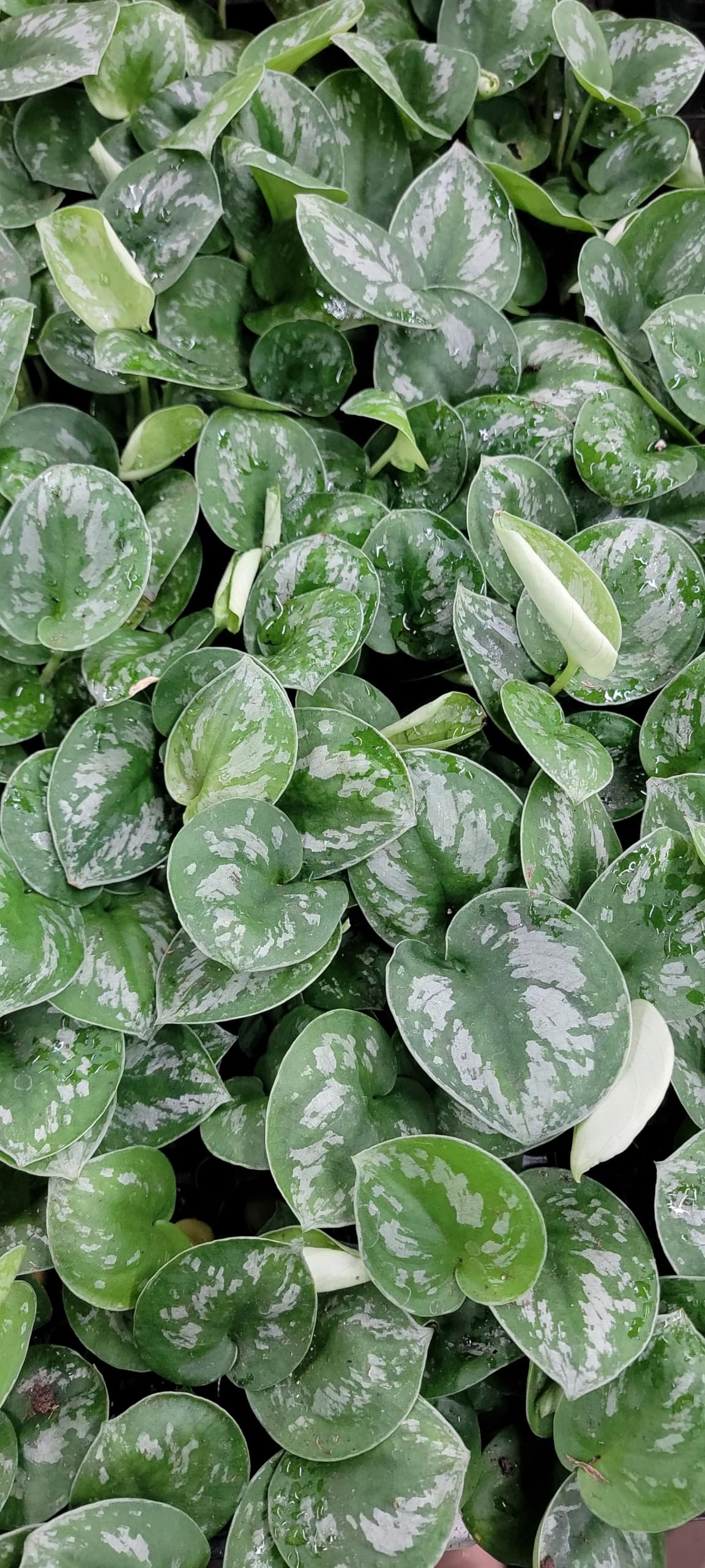 Scindapsus Pictus Argyraeus ‘Silver Satin Pothos’ - Live Indoor Plants in 4" Pot, Elegant Houseplants for Home Decor | Plants Live Houseplants by 3exoticgreen