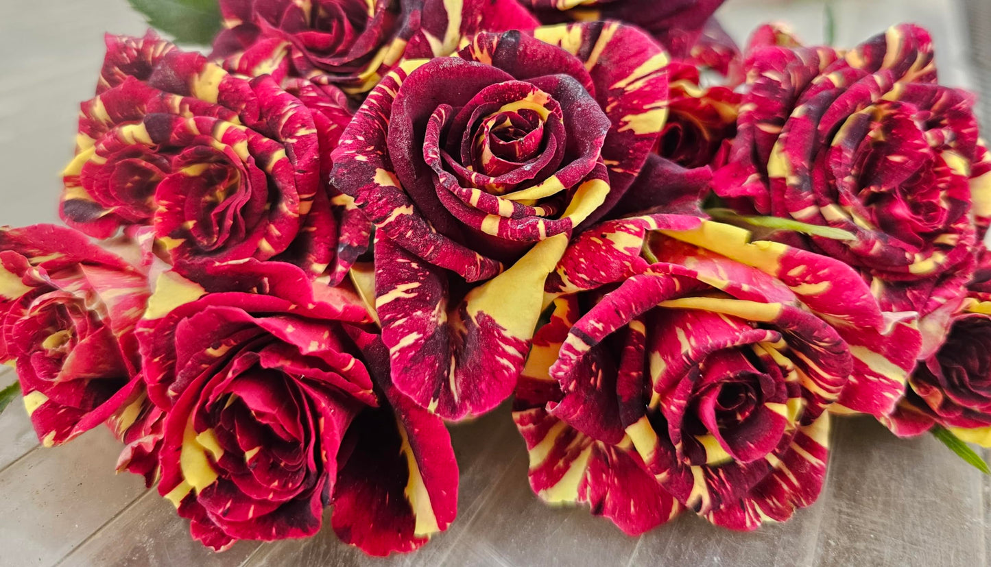 Ma Cherie Roses - Abracadabra Rose - 1 Gallon Rose - Live Plant Ready to Plant