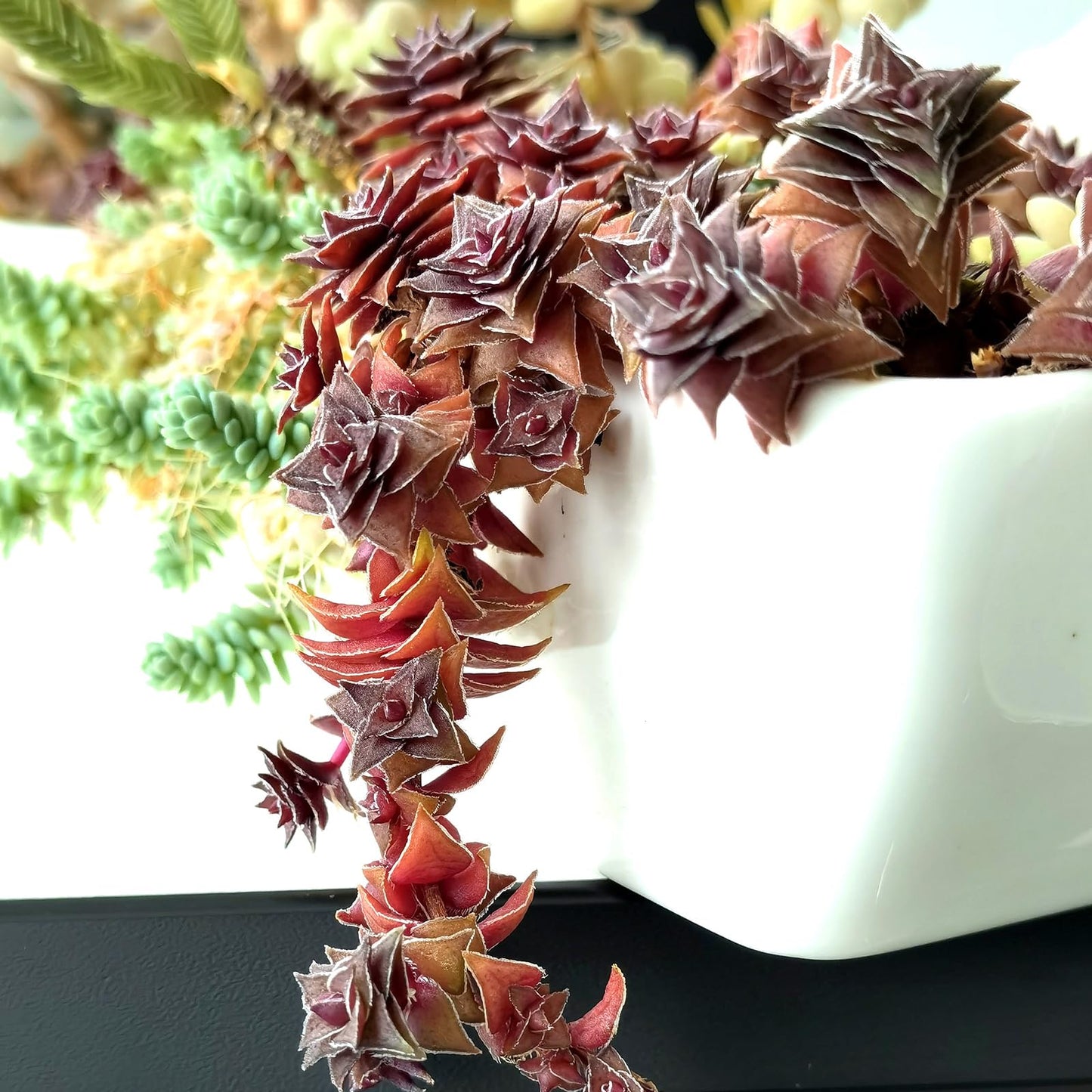 Sprout N Green Shark's Tooth, Live Crassula corymbulosa Succulent in 4" Pot with Soil Mix, Rare House Plant for Home Office Wedding Indoor Outdoor Decoration, DIY Projects, Party Favor, Pet Friendly