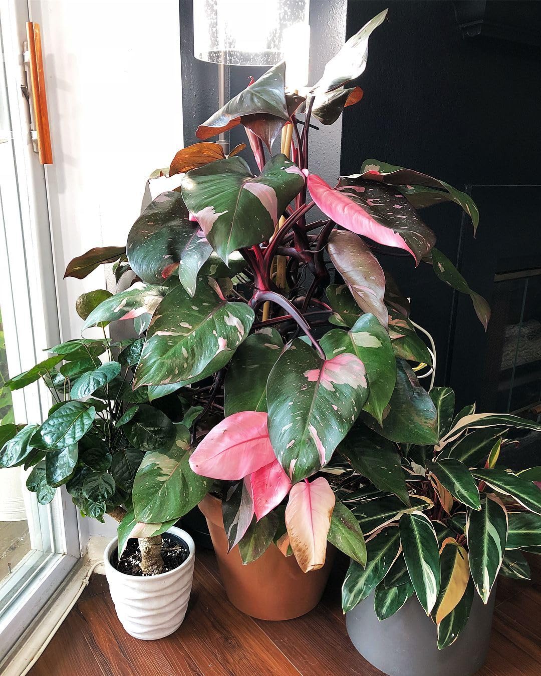Live Plant - Pink PRINCESSVariegated Philodendron Small Rooted Starter Plant