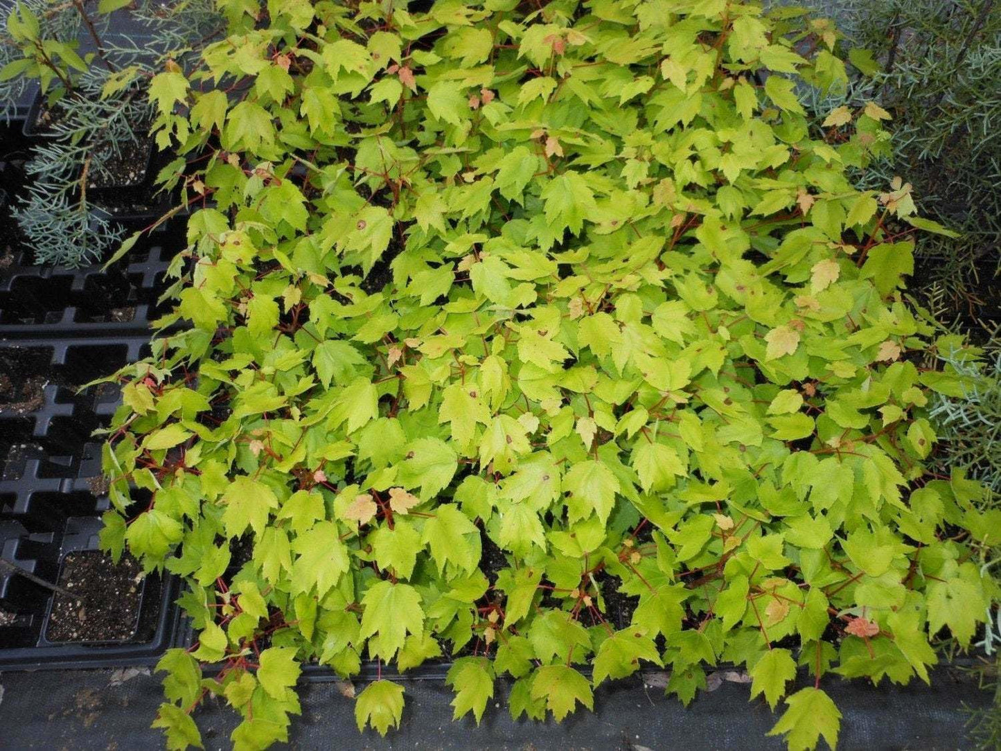 Live Plant - Red Maple Tree - Live Plant - 12-16" Tall Seedling - Quart Pot - Acer Rubrum