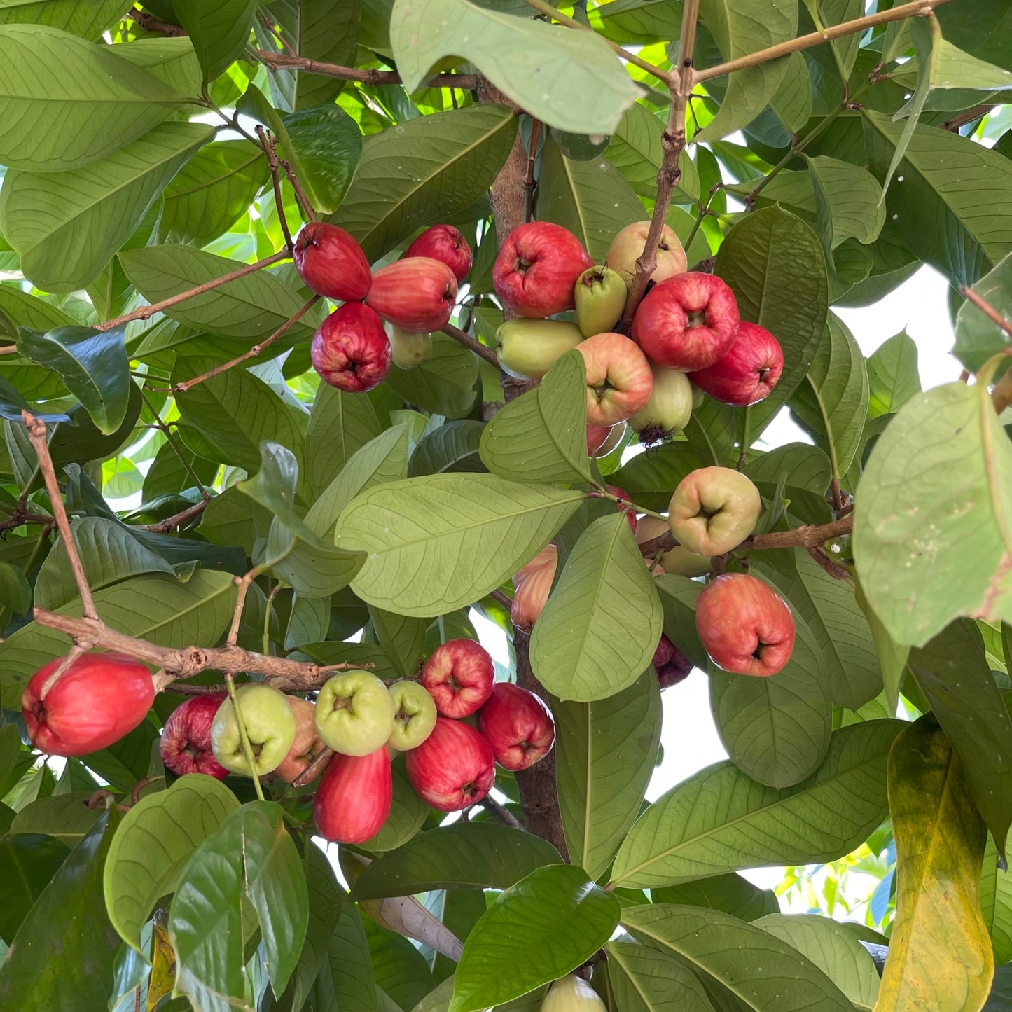 Rose Apple Tree (Syzygium jambos) Tropical Fruit Tree 12"- 24"