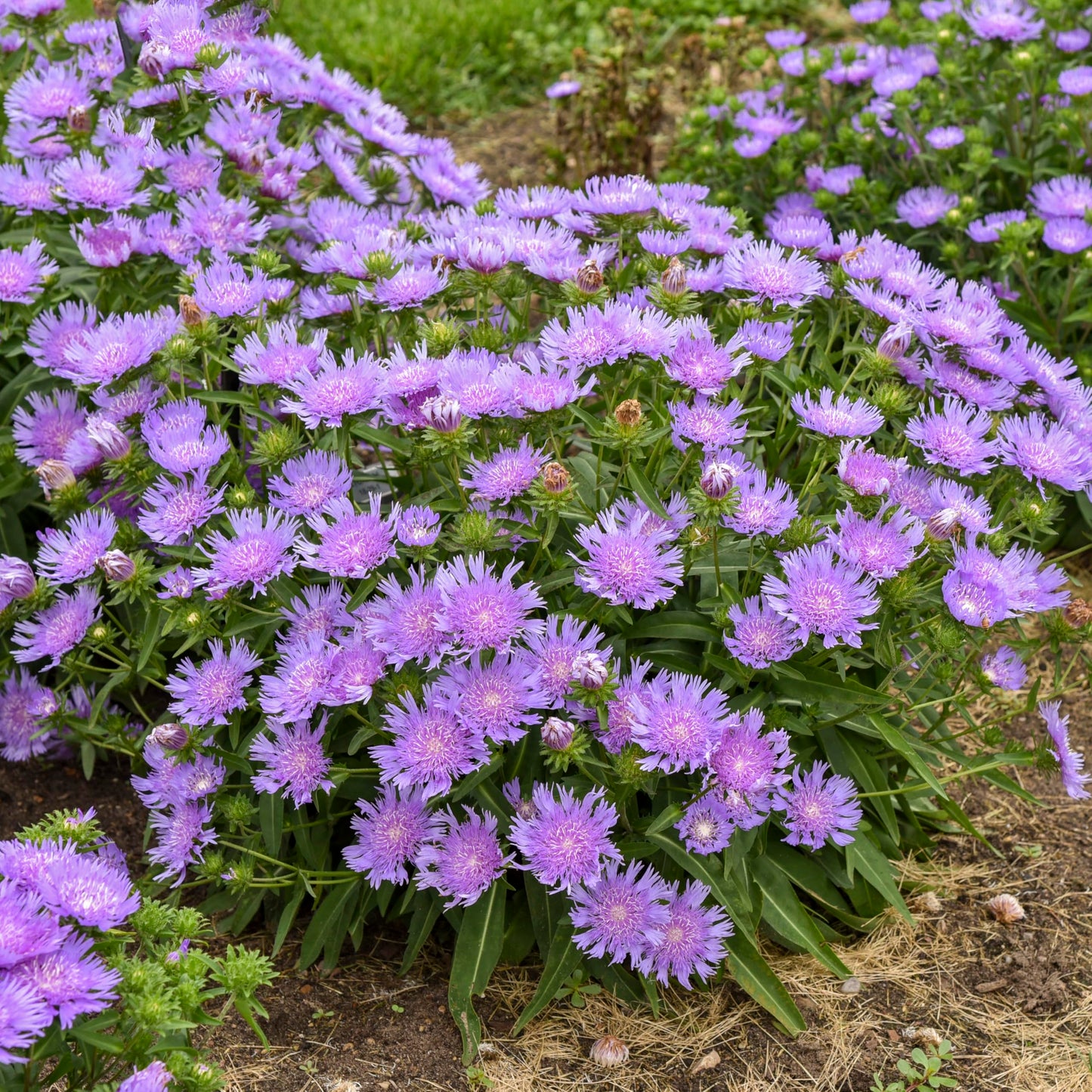 Live Plant Green Promise Farms - Proven Winners Stokesia laevis Totally Stoked Riptide Aster, Purple Flowers #1 Size Pot - Plant Does NOT Ship to AZ, CA, HI, ID, MT, NV, OR, PR, UT & WA!