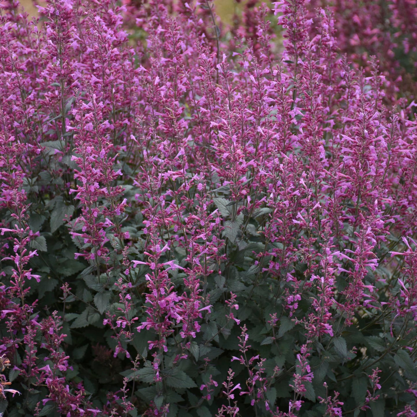 Live Plant from Green Promise Farms - Proven Winners, Agastache x Meant to Bee Royal Raspberry, Annise Hyssop, Bright Purple Flowers - #1 Gallon Size Container