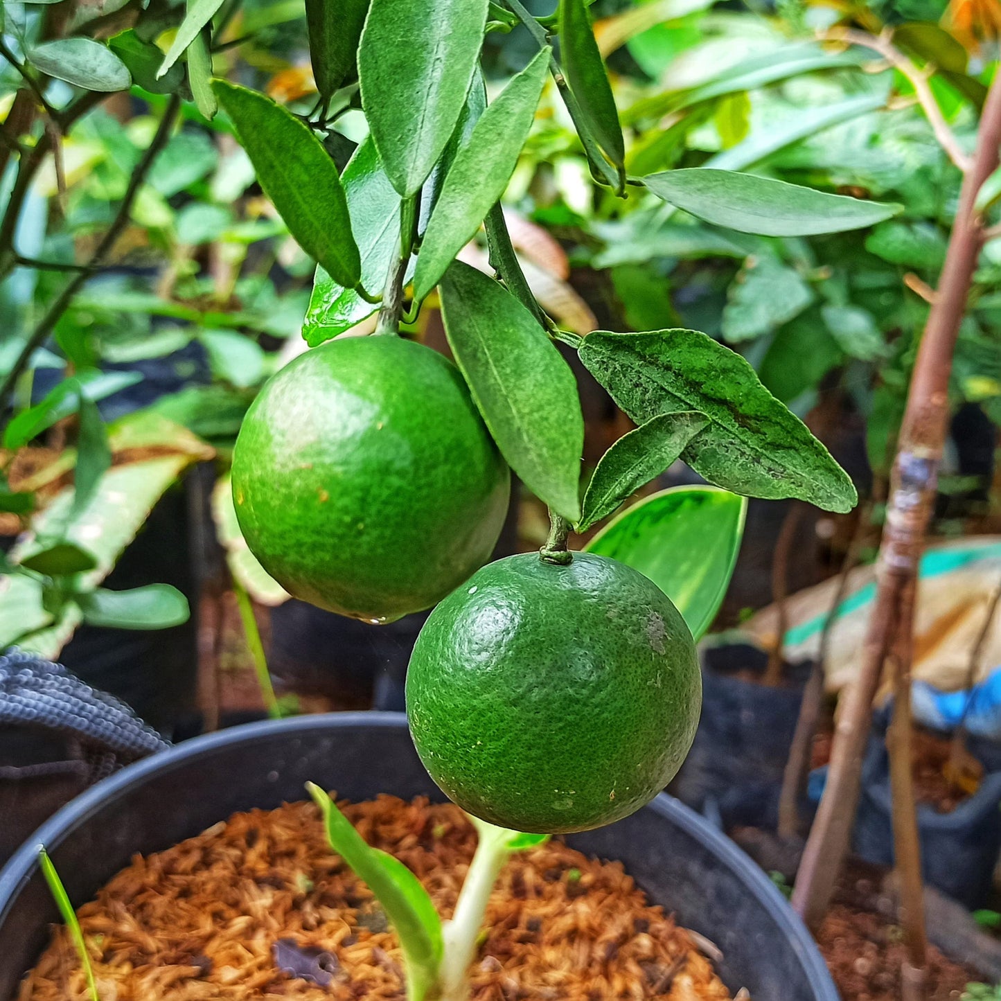 Garden State Bulb Persian Lime Tree, Citrus Live Plant (1 Gallon Growers Pot) Cannot Ship FL, AZ, CA, TX, LA
