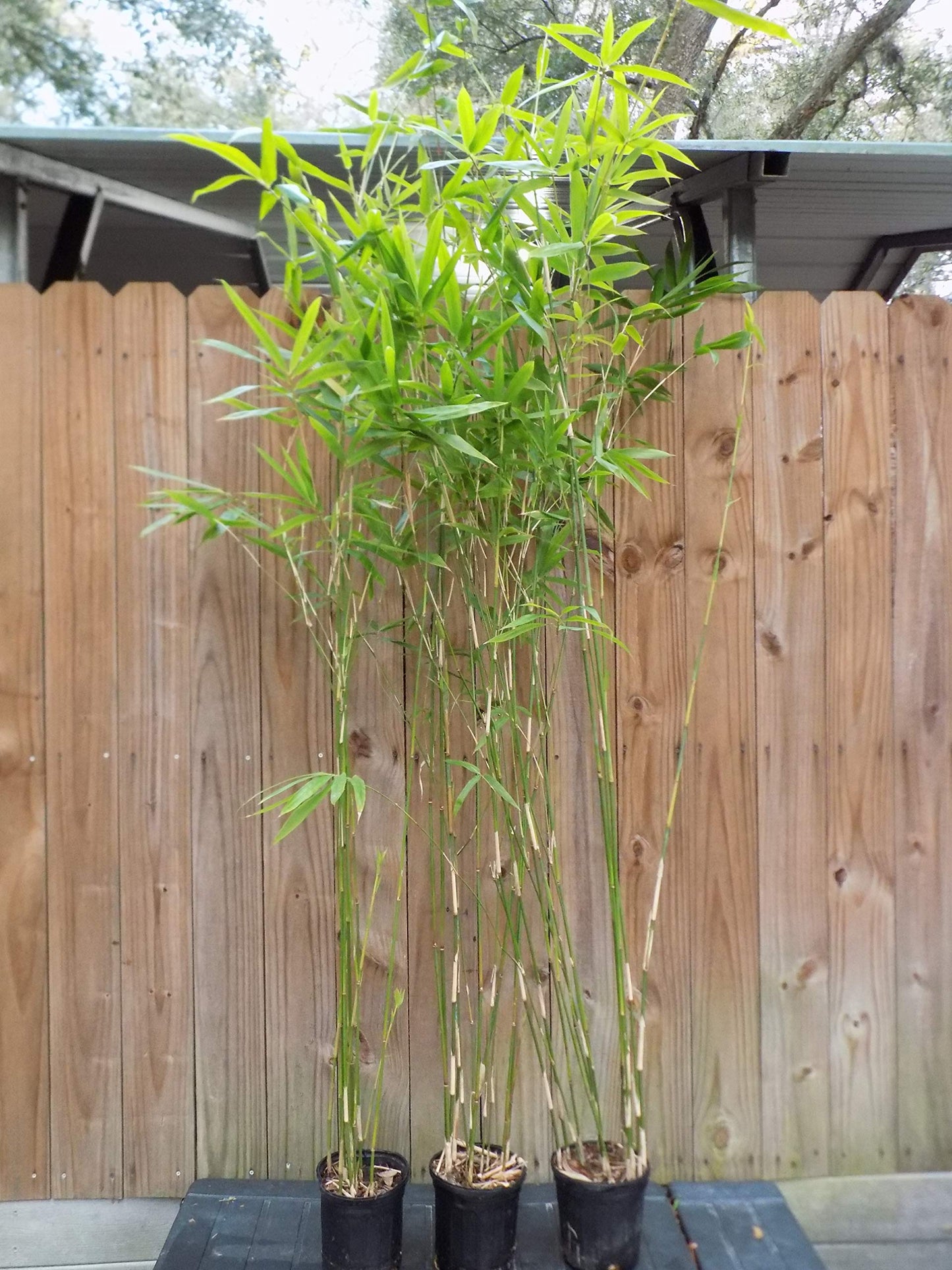 Bambusa “Lady Finger” Clumping Bamboo Plant