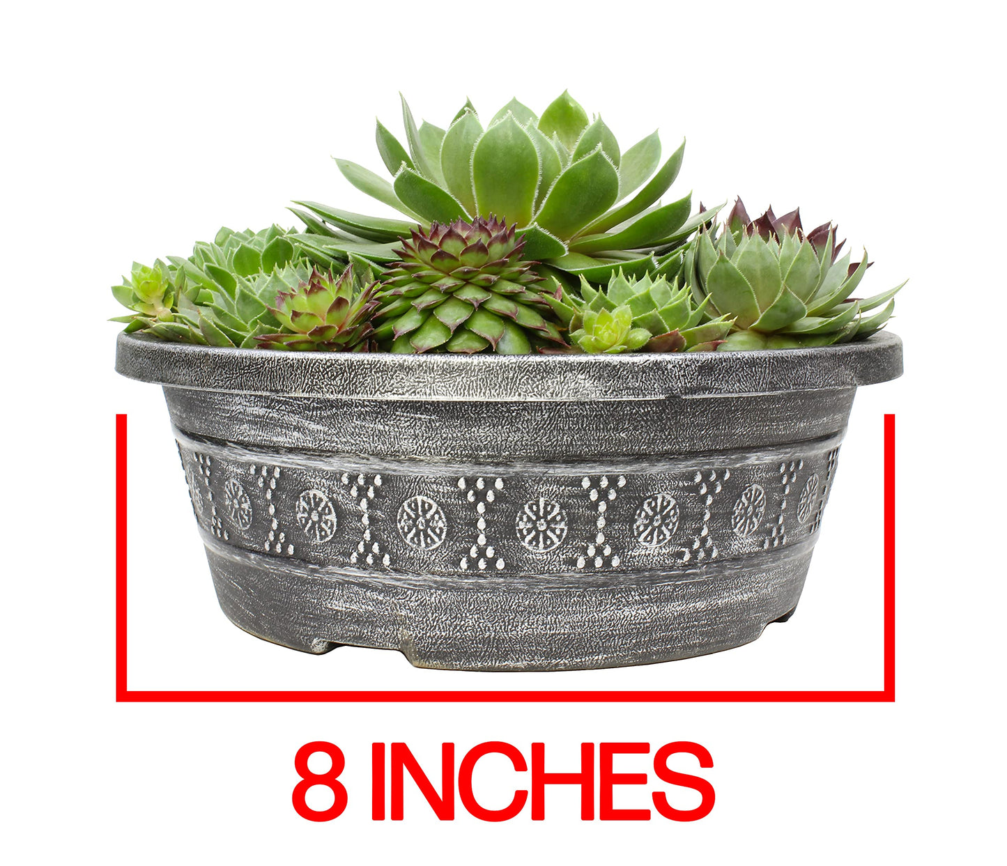 Live Sempervivum Hens and Chicks Succulent Bowl with Mini Plants, Decorative Ceramic Planter by Plants for Pets
