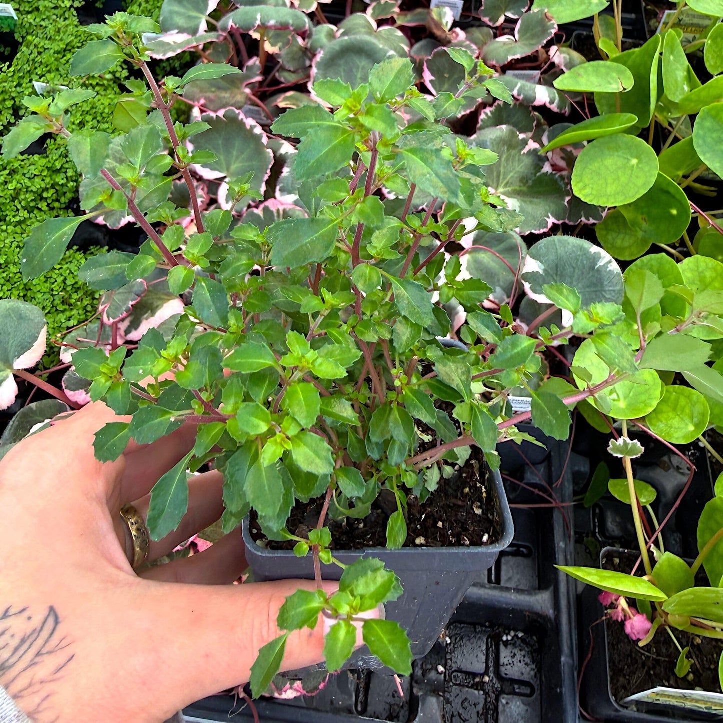 Fuchsia Lottie Hobby, Miniature Container Plant, Houseplant, Long Bloom Period and Profuse Flowering on Sun Loving Perennial for Indoors or Outdoors, Container Size: 3" (2.6x3.5)