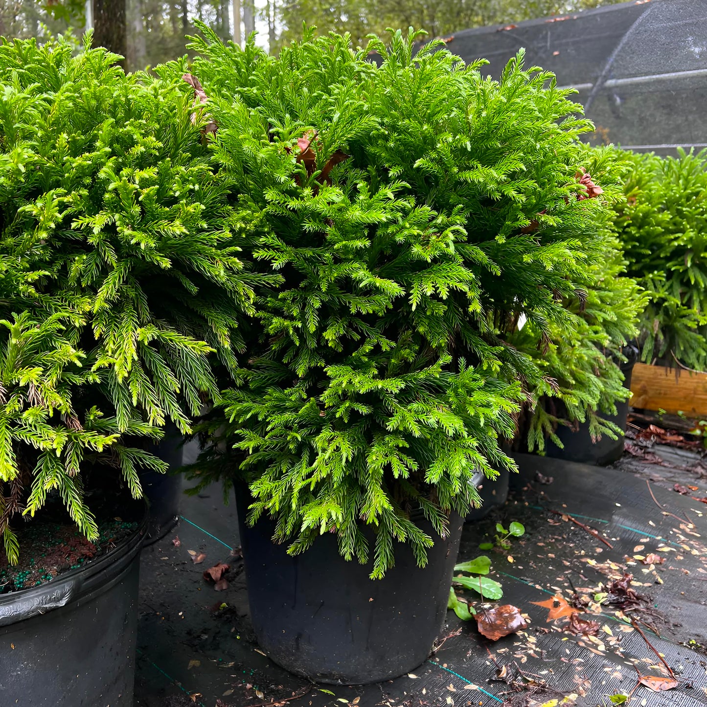 Cryptomeria Globosa Nana – Dwarf Evergreen Shrub, Compact Globe-Shaped Foliage, Hardy Live Plant for Garden & Landscape (3 Gallon/Potted/Set of 2 Plants)