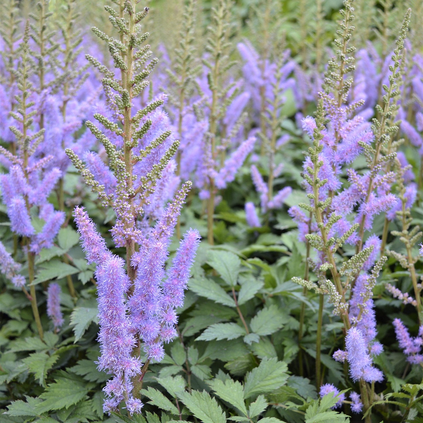 Easy to Grow Astilbe Chinensis Pumila 1 Plant Bareroot - Summer Purple-Blue Blooms in Shade, Pollinator Friendly Flowers (False Spirea, Goat's Beard)