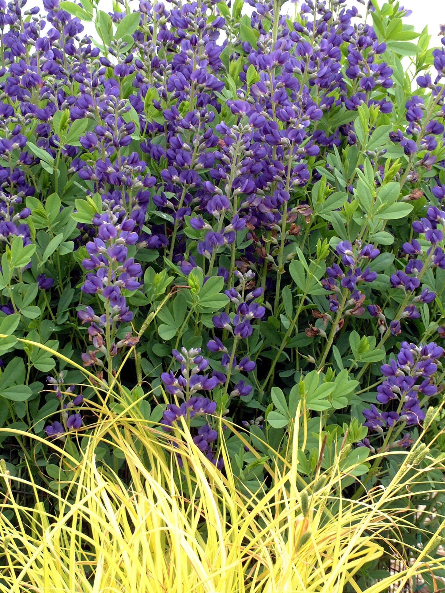 Live Plant from Green Promise Farms - Baptisia Australis, Blue Indigo #1 Gallon Size Container Purple Flowers, This Plant Does NOT Ship to AZ, CA, HI, ID, MT, NV, OR, PR, UT & WA!!