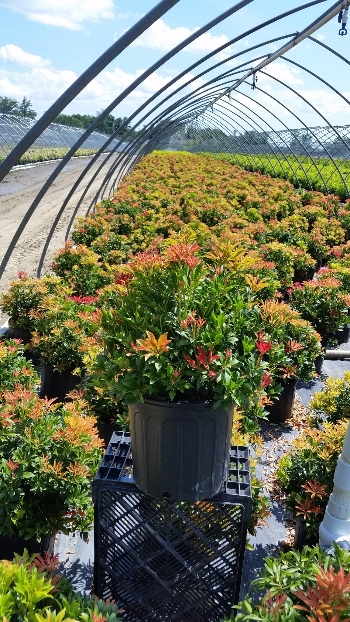 Green Promise Farms PIERIS Japonica `Mountain FIRE` (Andromeda) Evergreen, 3-Size Container, White Blossoms - Plant Does NOT Ship to AZ, CA, HI, ID, MT, NV, OR, PR, UT & WA!