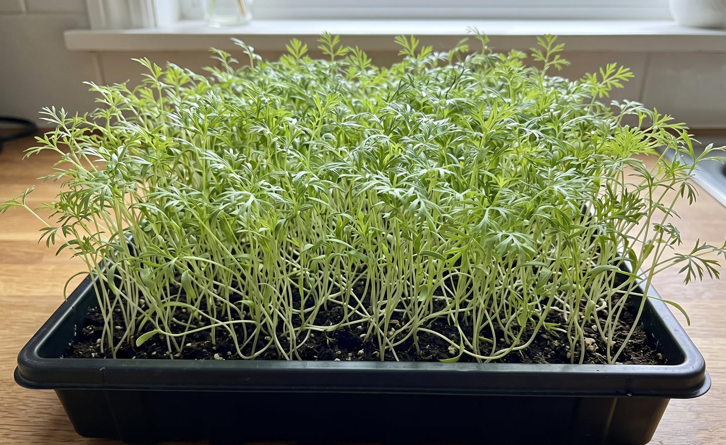 Microgreen Seeds for Planting, Choose Your Variant and Quantity (Carrot, 1000 Seeds)