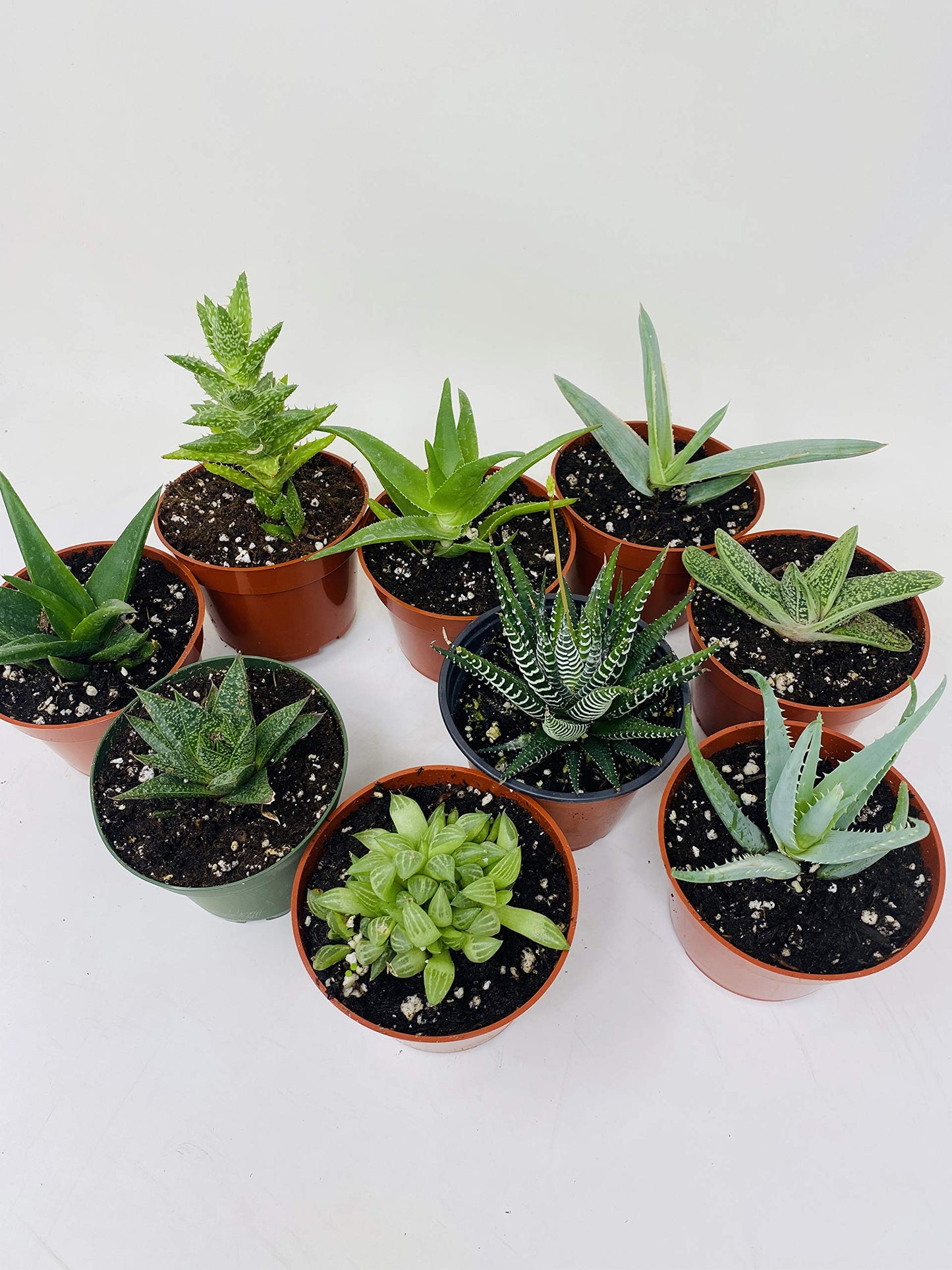 Haworthia Collection 5 Plants - Easy to Grow/hard to Kill - 3" Pot From Jmbamboo