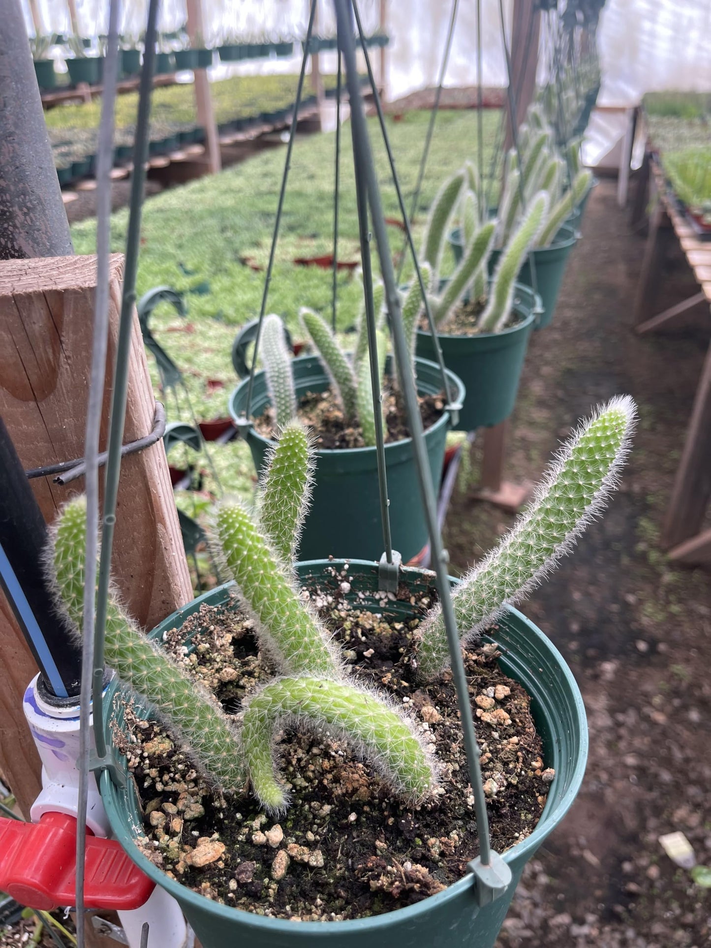 Rare Monkey Tail Cactus (Hildewintera colademononis) 6Inch Pot 5 Tails Around 8 Inches or Longer for Each Tail Rooted and Healthy