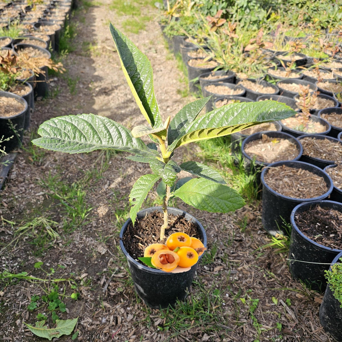 Loquat Tree (Eriobotrya Japonica), Live Tree, Japanese Plump Golden Color Fruit Tree (10-15 Inches (1 Cal Trader Gallon 12-15")