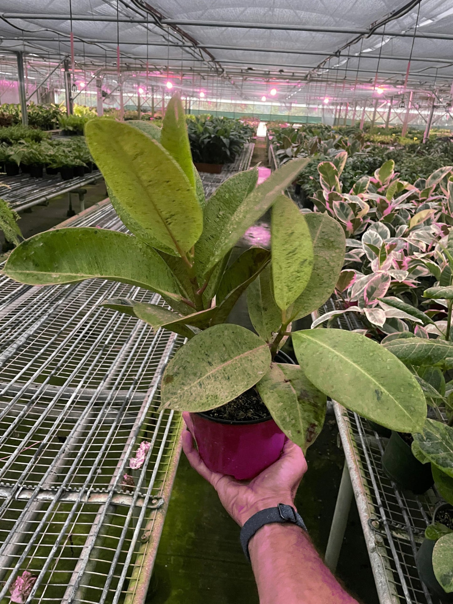 10 Pack Ficus 'shivereana' Moonshine in 4in Pot - Live Rare Plant - Easy to Grow | Variegated | USA Growers | The Snobby Leaf