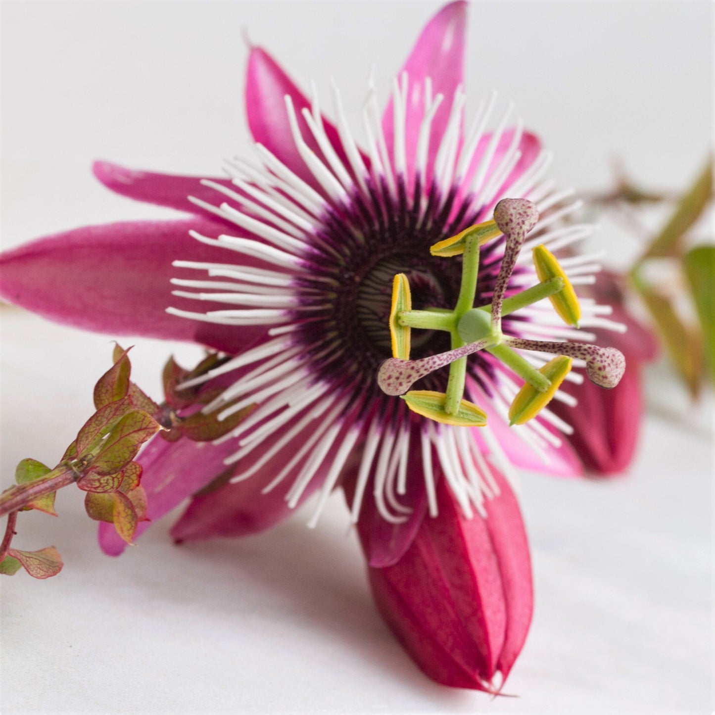 Easy to Grow Passion Flower Victoria 1 Plant - Potted Vine in Quart Grower Pot, Summer Pink-Purple Flowers in Sun & Edible Fruit (Passiflora)
