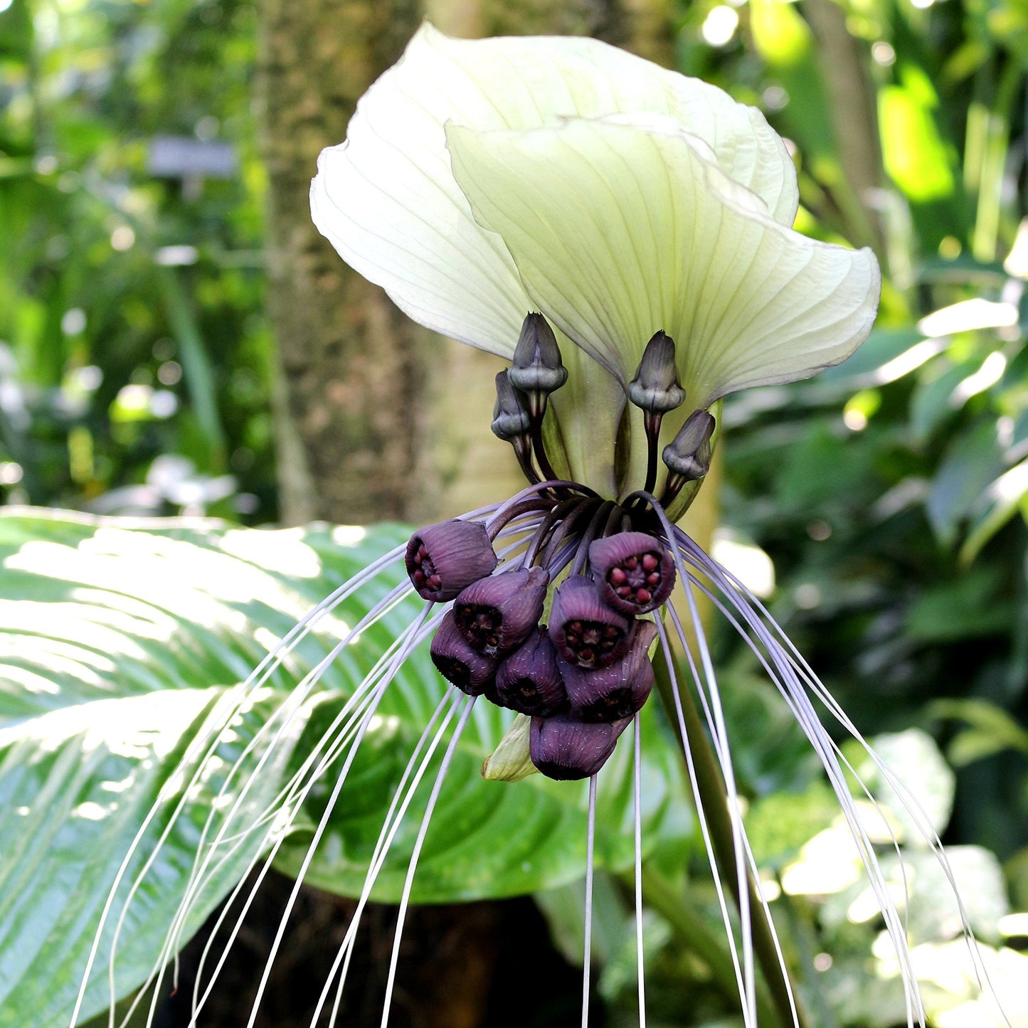 White Tacca Integrifolia | Unusual White Blooms - Super Rare White Bat Plant - Flowering Size - 1 Large Tacca Rhizome | Ships from Easy to Grow TM