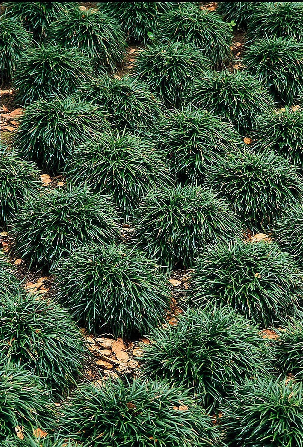 Dwarf Mondo Grass | 10 Live Plants | Ophiopogon Japonicus | Ground Cover Plant, Shade Tolerant Grass, Low Maintenance Landscaping, Evergreen Foliage, Dense Green Carpet, Drought Tolerant