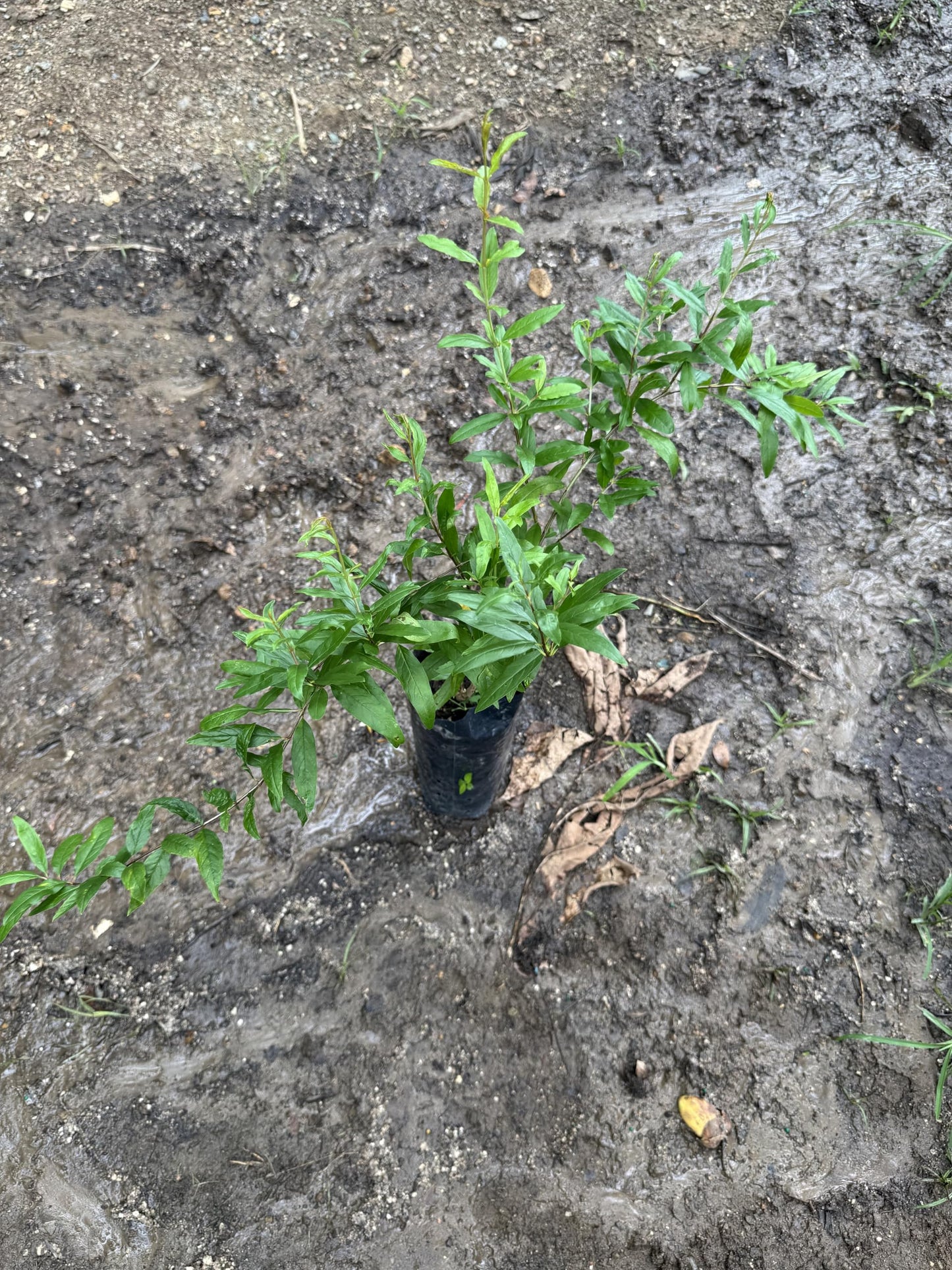 Black Pomegranate (Punica granatum/Live Fruit Tree 10inch-18inch