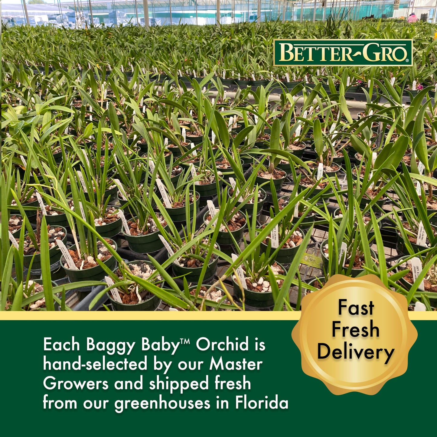 Better-Gro Easy-Growing Brassavola Hybrid, Procatavola Key Lime Stars, 4" Live Plant, Blooms in 6-12 Months with Proper Care, White and Green Star-Shaped Bloom, Fragrant, Selected by Master Growers