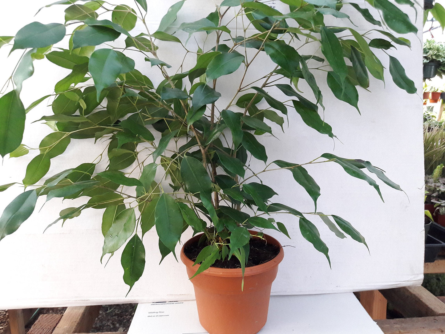 Jmbamboo- 6'' pot Weeping Fig Tree - Ficus Benjamina - Easy to Grow
