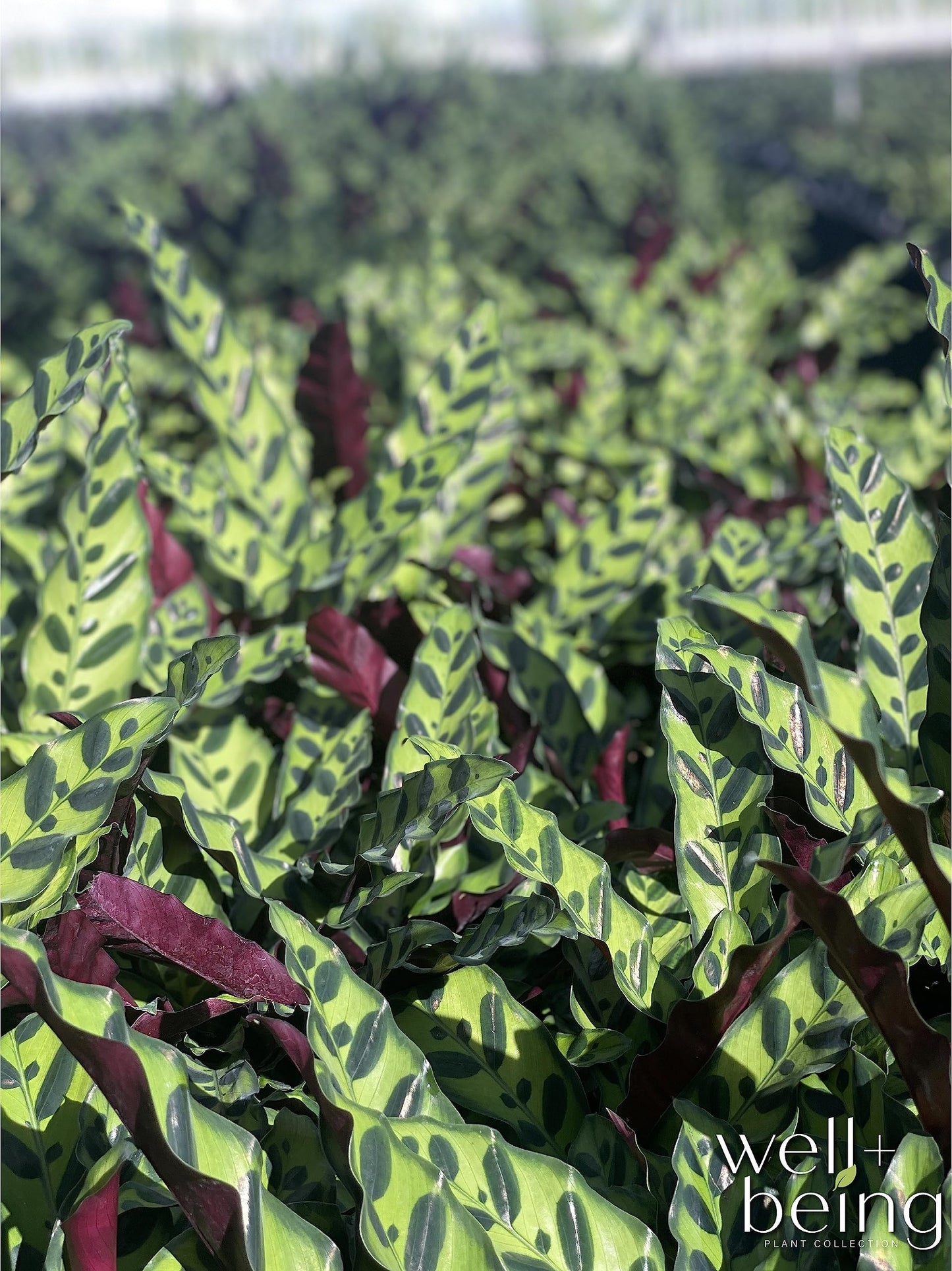Nature's Way Farms Calathea Rattlesnake, Live Indoor Houseplant, Long Leaf Prayer Plant, Tropical Plant, Pet Safe (8-15 inches Tall) in Growers Pot