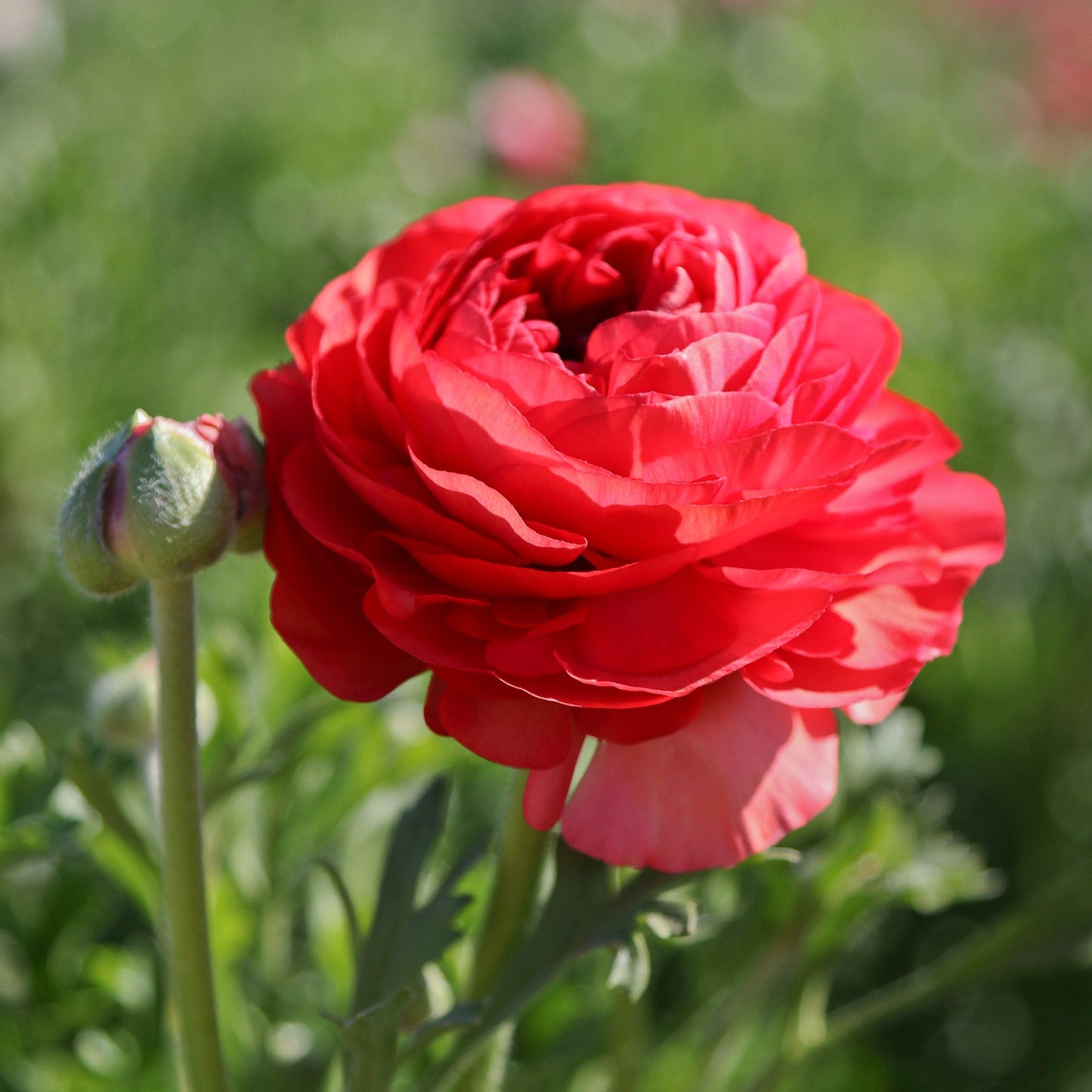 Easy to Grow Ranunculus Tecolote Rose 10 Flower Bulbs - Spring Rose-Pink Blooms in Sun, Carlsbad Flower Fields, Great for Cutting