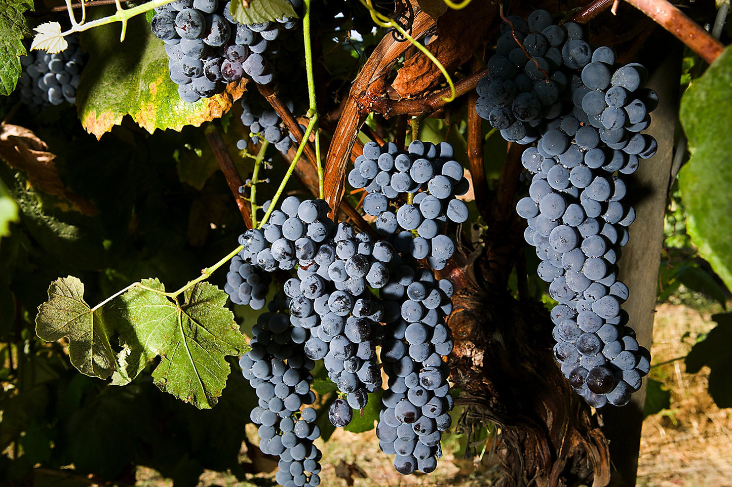 Black Spanish (Lenoir)"Favorite" Wine Grape Vine - Plantable Year-Round!