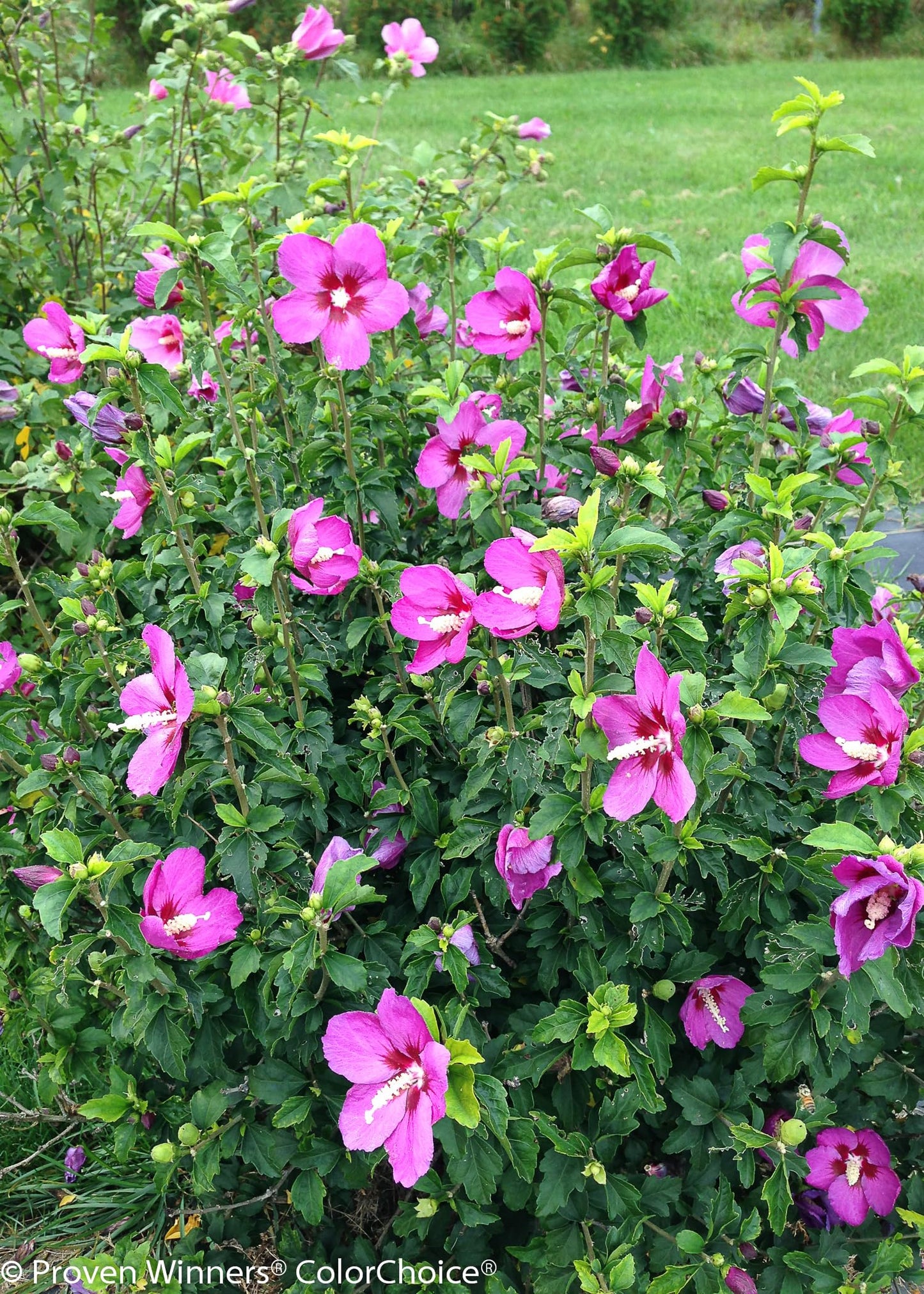 Live Plant from Green Promise Farms - Hibiscus syriacus, Lil' Kim Violet Rose of Sharon #3 Gallon Size Container Purple Flowers