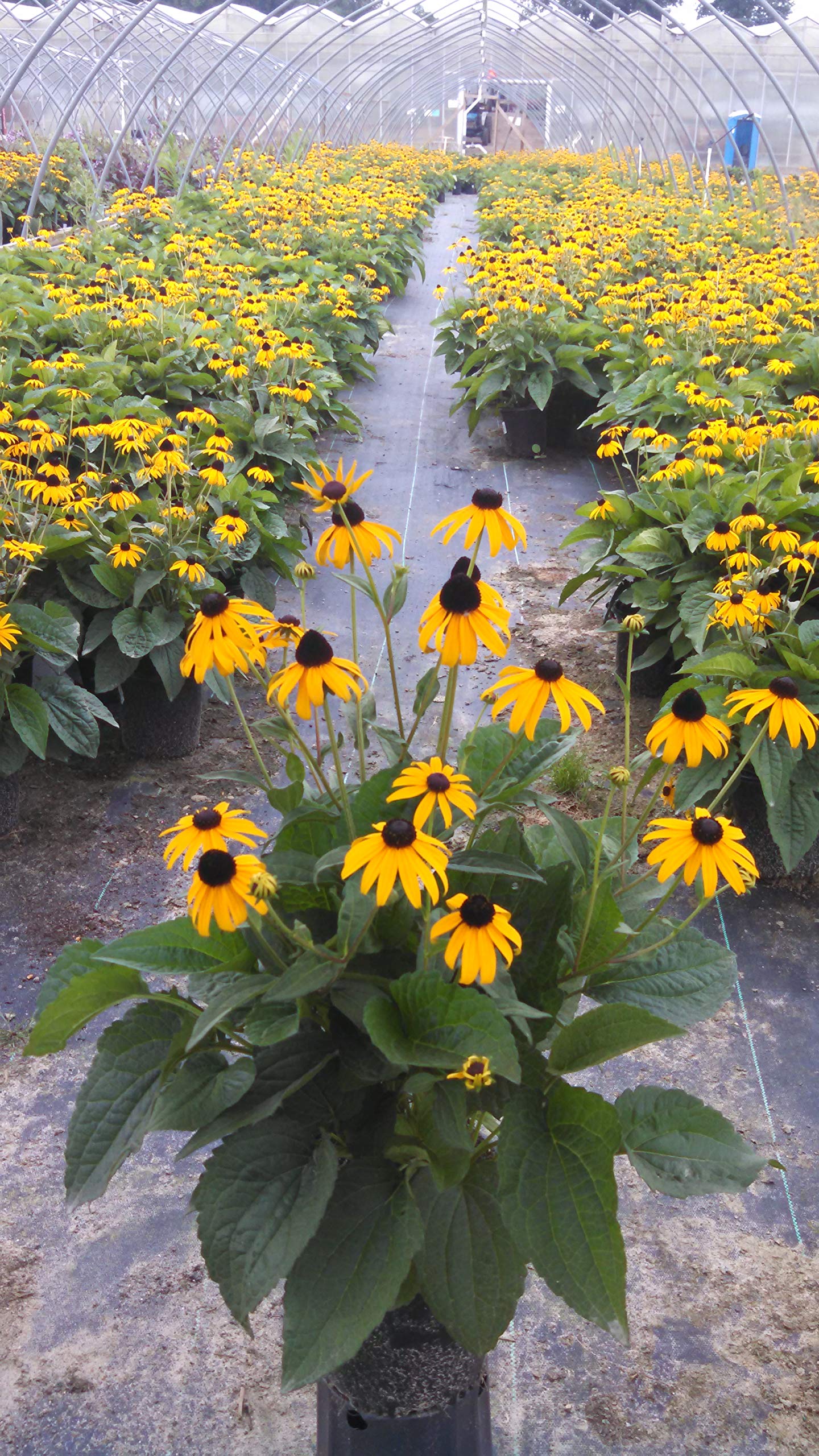 Rudbeckia fulgida 'Goldsturm' (Black Eyed Susan) Perennial, yellow flowers, 1 - Size Container
